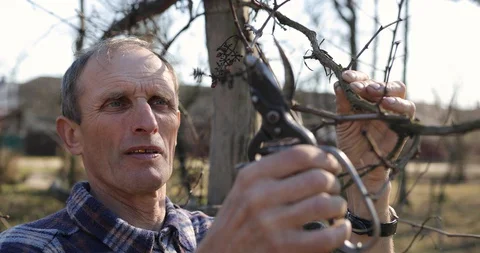 Grape, the man pruned with dry vine vine. The gardener pruns the vines. Vídeo Stock 128258448