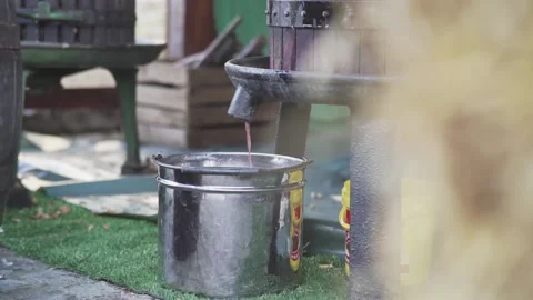 Grape Must running through tap from barrel Grape Must Making Harvesting season Stock Footage 142138130