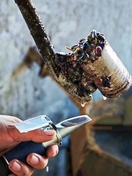Grape must sampling for quality control: Winemaker extracting juice to meas.. Foto stock