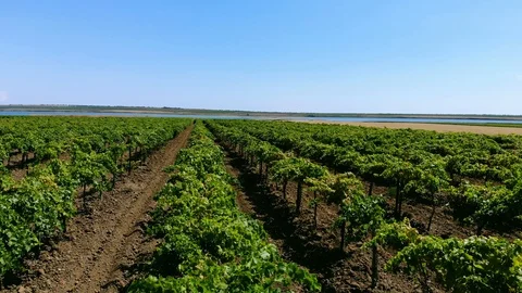 Grape orchards bird's-eye view. Vine rows. Top view of the garden. Stock Footage 112259786