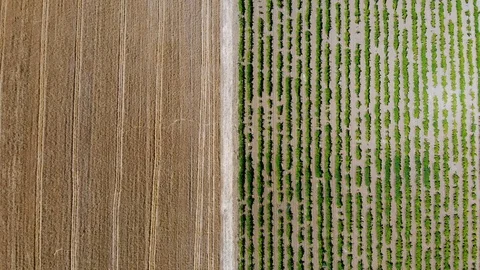 Grape orchards bird's-eye view. Vine rows. Top view of the garden. Stock Footage 112259814