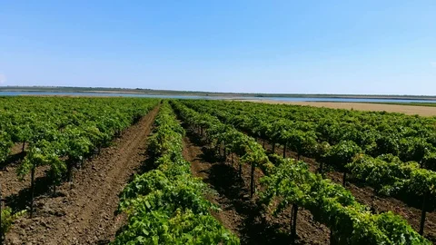 Grape orchards bird's-eye view. Vine rows. Top view of the garden. 库存影片 112259827