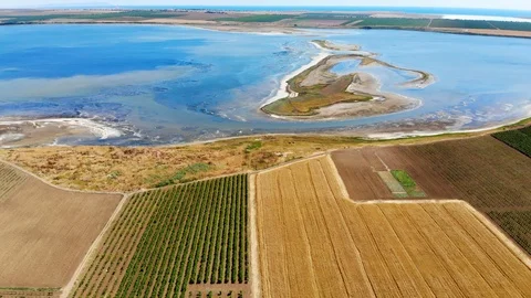 Grape orchards bird's-eye view. Vine rows. Top view of the garden. Stock Footage 112259871