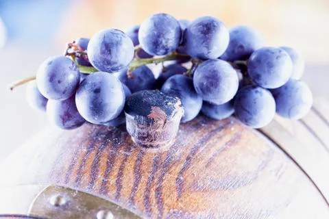 Grape over barrel Stock Photos