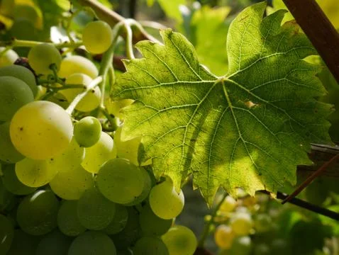 Grape package Stock Photos