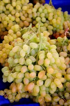 Grape Stock Photos