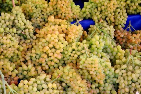 Grape Stock Photos
