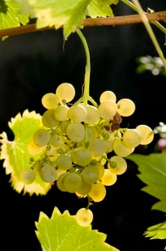 Grape Foto stock