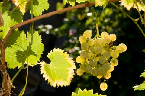 Grape Stock Photos