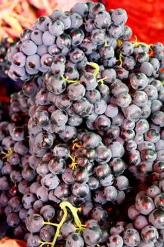 Grape Stock Photos