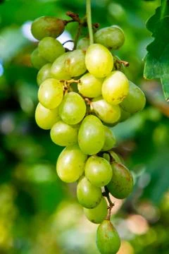 Grape Stock Photos