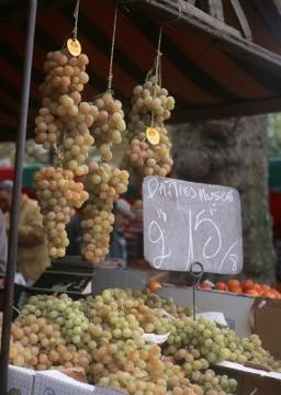 Grape Stock Photos