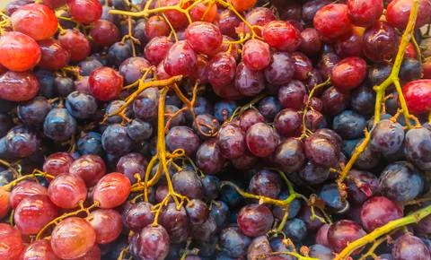 Grape Stock Photos