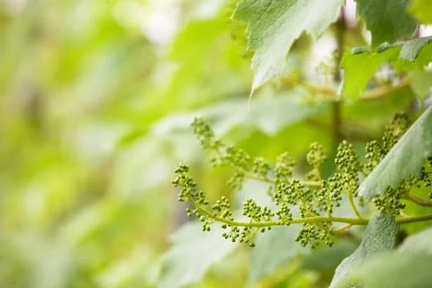 Grape Stock Photos