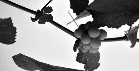 Grape Stock Photos