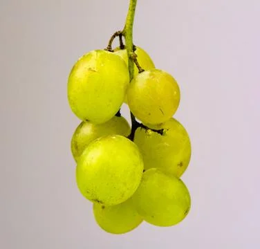Grape Stock Photos
