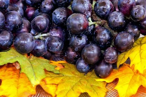 Grape Stock Photos