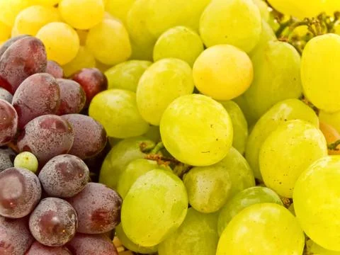 Grape Stock Photos