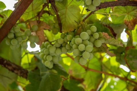 Grape Stock Photos