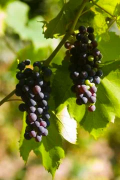 Grape Stock Photos
