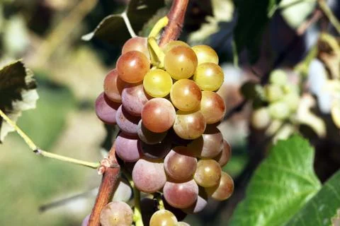 Grape Stock Photos