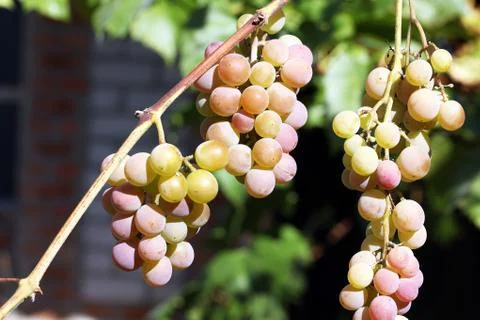 Grape Stock Photos