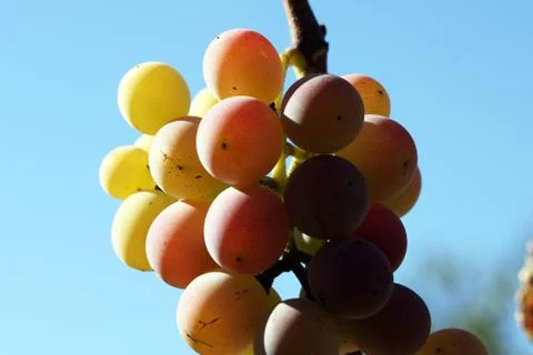 Grape Stock Photos