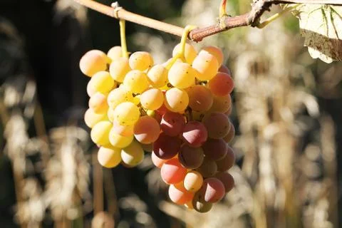 Grape Stock Photos