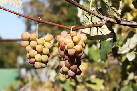 Grape Stock Photos