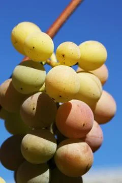 Grape Stock Photos