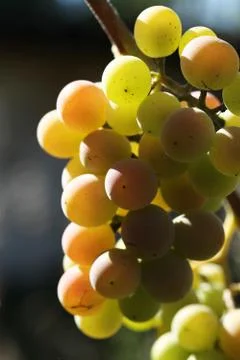 Grape Stock Photos