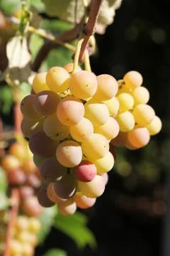 Grape Foto stock