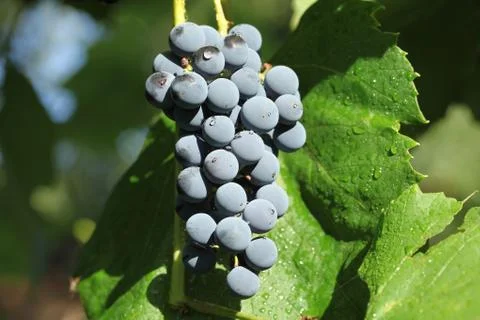 Grape Stock Photos