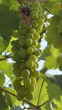 Grape Stock Photos