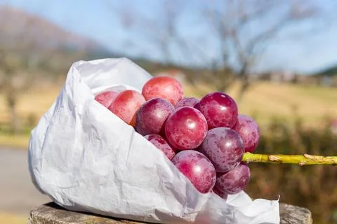 Grape Stock Photos