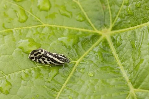 Grape phylloxera on the leaf Stock Photos