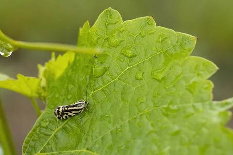 Grape phylloxera on the leaf Stock Photos