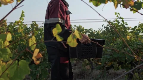 Grape picker carries a box full of grapes. Shooting from behind the bushes Stock Footage 270063290