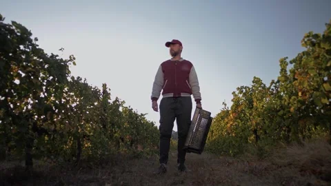 Grape picker with a harvest box between rows of lush vines in the sunset light Stock Footage 270062202