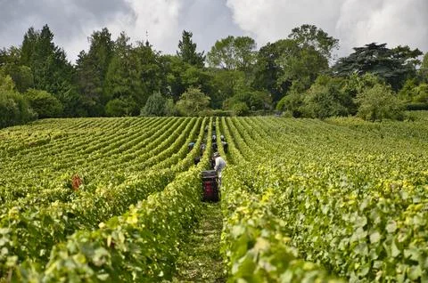 Grape pickers in the middle of the vineyard during in the Champagne region Stock Photos