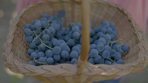 Grape picking in basket Stock Footage 99791866