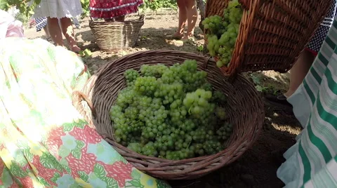 Grape Picking Day in a Vineyard Stock Footage