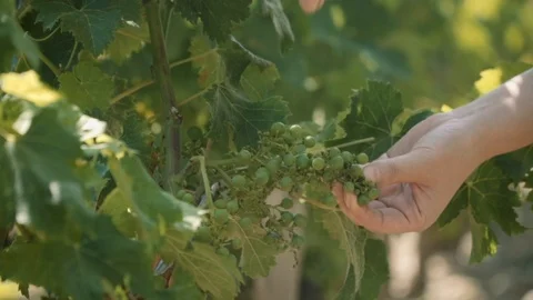 Grape picking in French vineyard 스톡 동영상 100296723