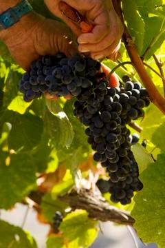 Grape-picking, Quinta do Crasto, Douro, Portugal Stock Photos