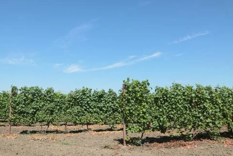 Grape plant Stock Photos