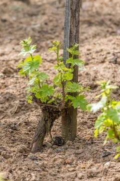 Grape plant Stock Photos
