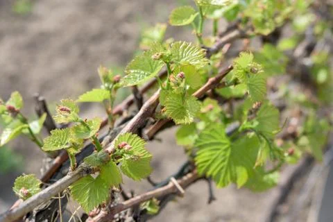 Grape plant Stock Photos