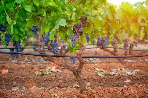 Grape plant at sunset Stock Photos
