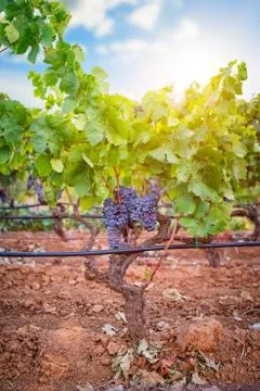 Grape plant at sunset Stock Photos