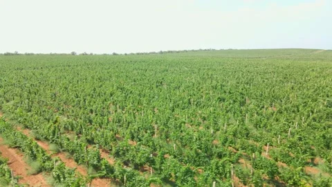 Grape plantation. Flight over the vineyard. Top view of the vineyards. Young Stock Footage 233073416